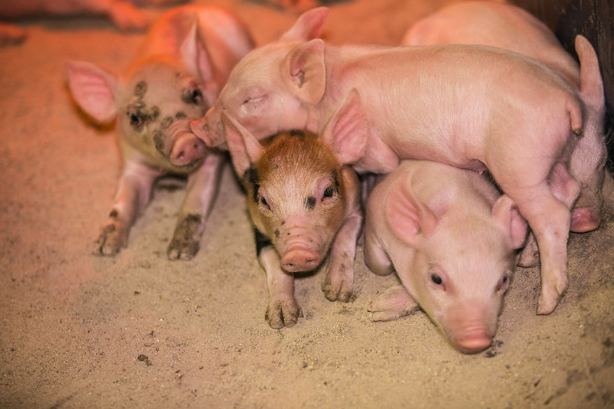 Piglets Hugging And Playing, Pig Farm