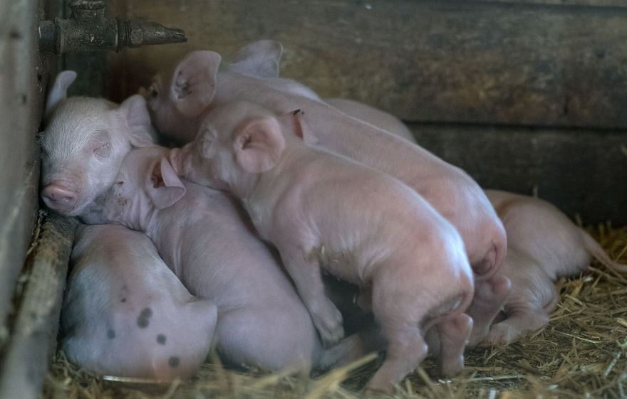 Piglets Keeping Each Other Warm, Pig Farm