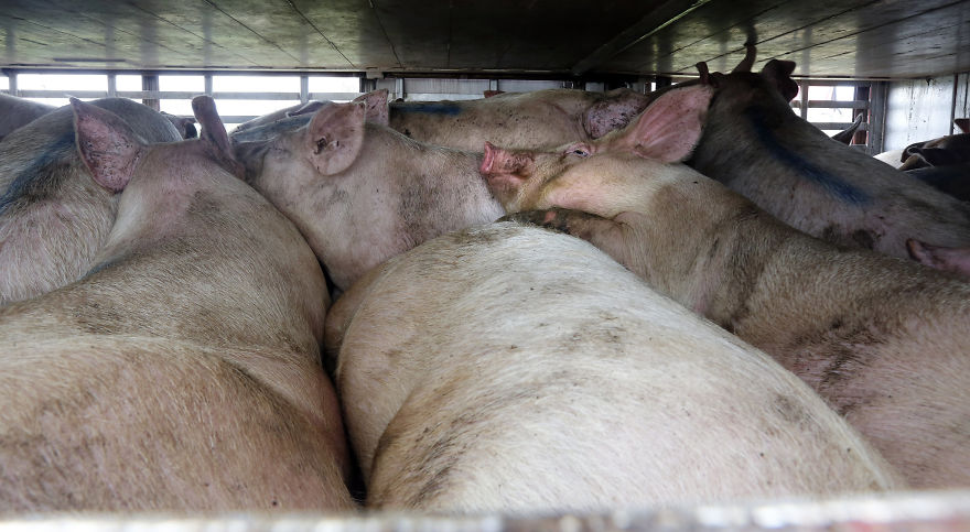 Pigs Going To Slaughter In An Overcrowded Truck