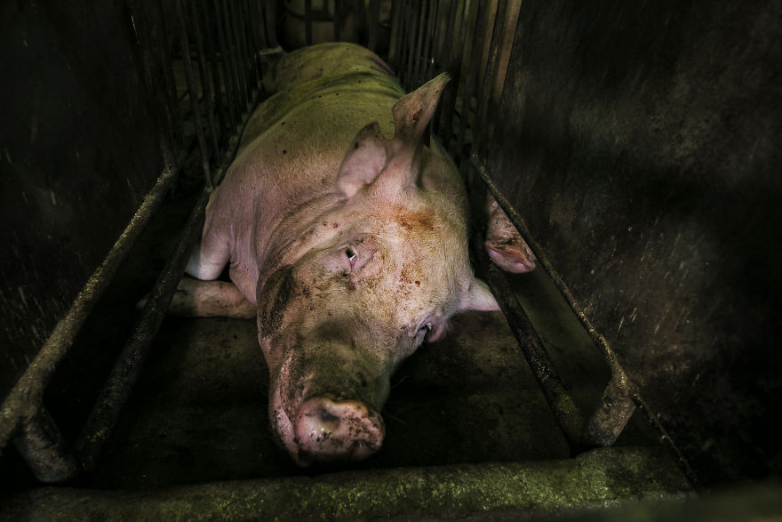 Sad And Lonely, Pig Farm