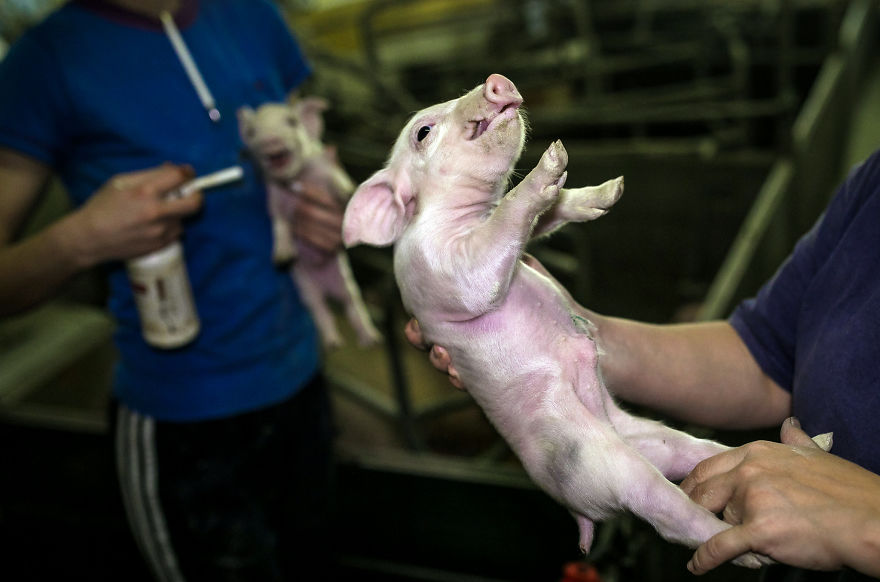 Terrified Piglet, Right Before Tail Docking