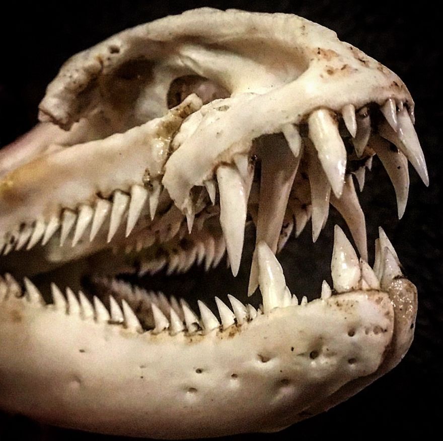 A Moray Eel Skull. Really Looks The Skull Of A Dinosaur