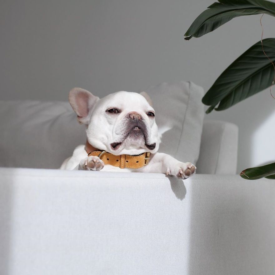 These Two Adorable French Bulldogs Will Make You Follow Them Now On Instagram