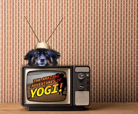 Yogi’s On TV Again!