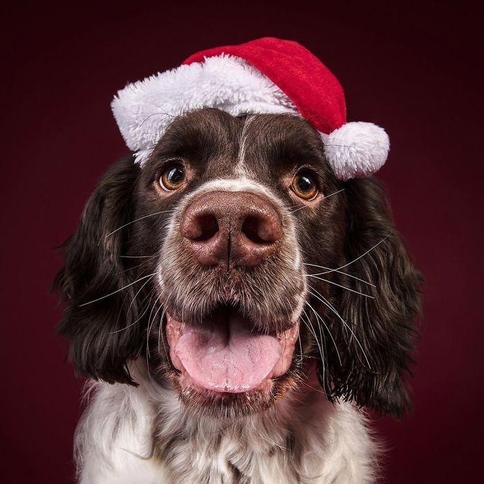 Here Are My 21 Festive Photos Of Holiday Canines