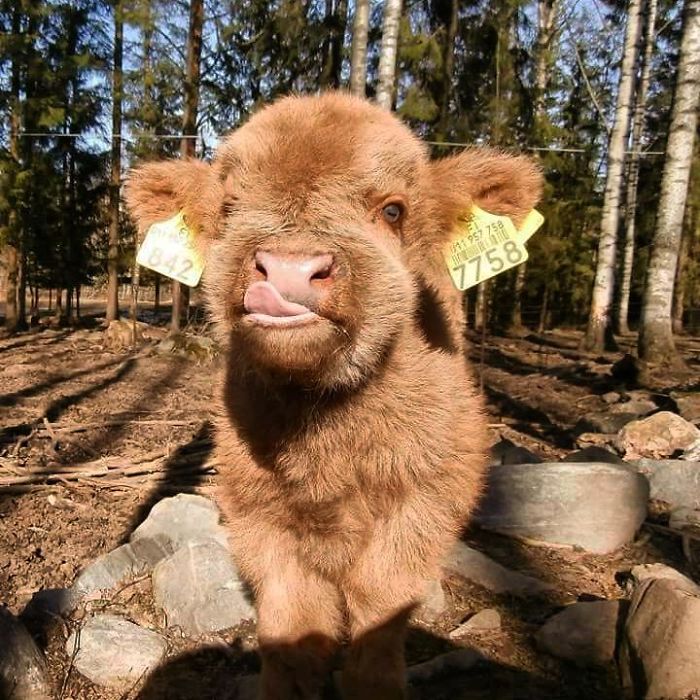 Baby Highland Cows Are So Small That You Can Hold Them, And Here's 6 Of The Best Pics!