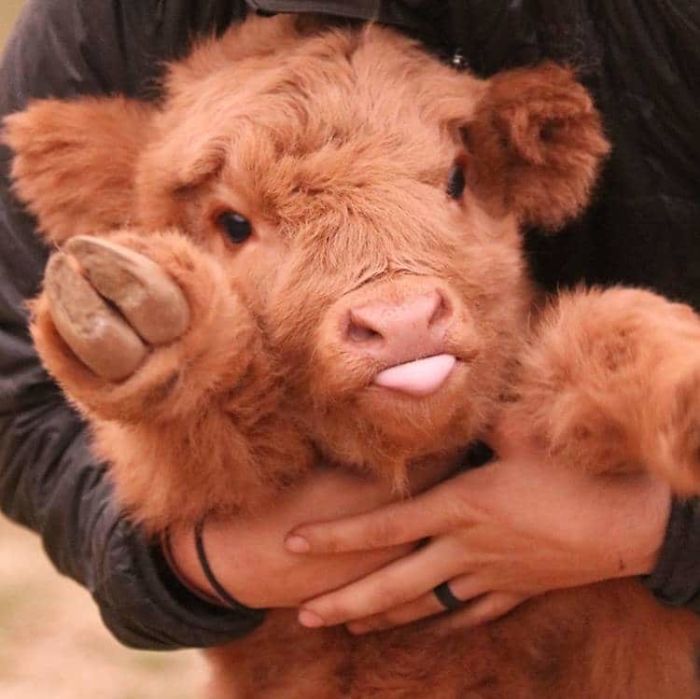 Baby Highland Cows Are So Small That You Can Hold Them, And Here's 6 Of The Best Pics!
