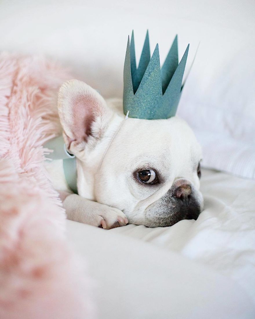 These Two Adorable French Bulldogs Will Make You Follow Them Now On Instagram