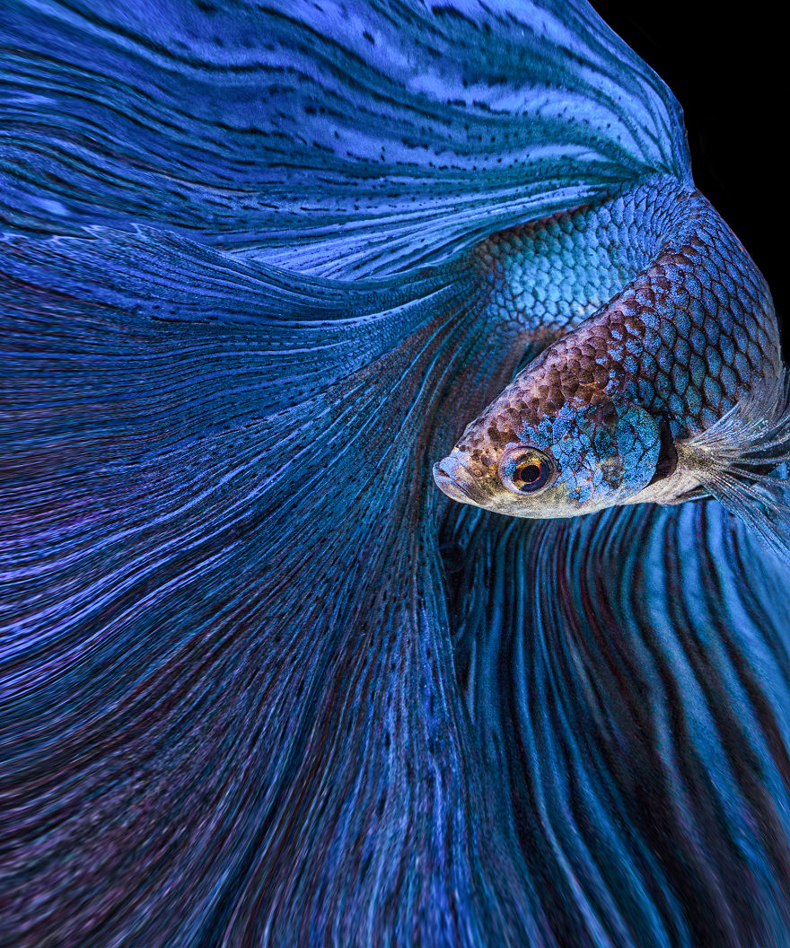 I Shoot Beta Fish With Amazing Colour And Character