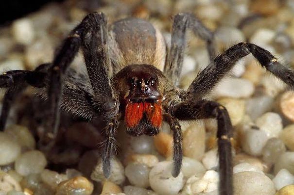 Brazilian Wandering Spider Brazilian Wandering Spider