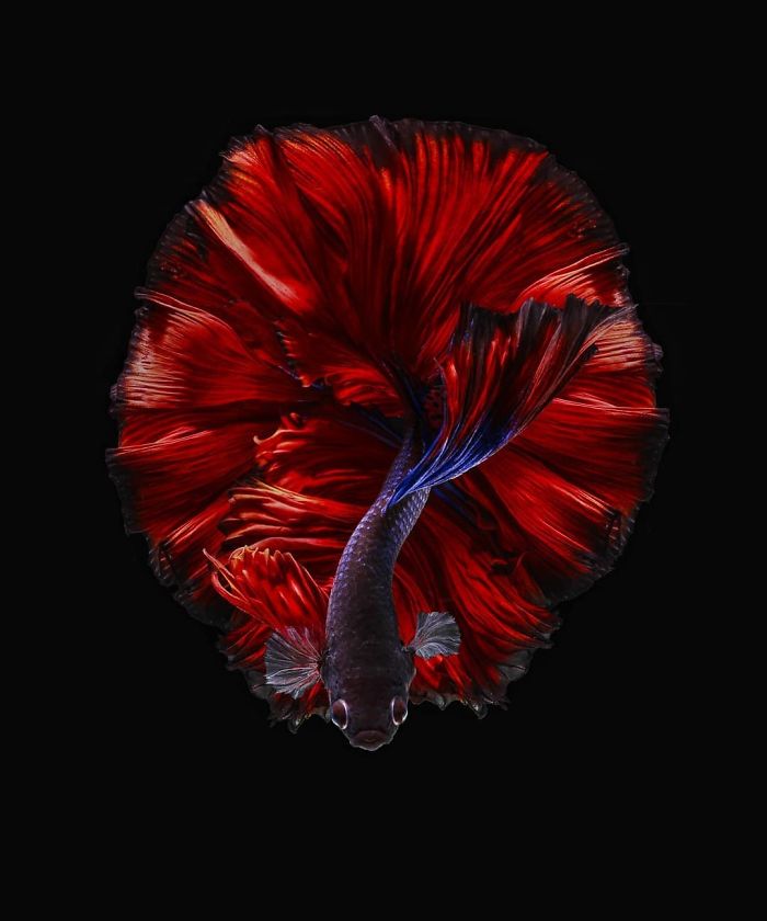 I Photographed Betta Fish In All Sorts Of Colors And Patterns (35 Pics)