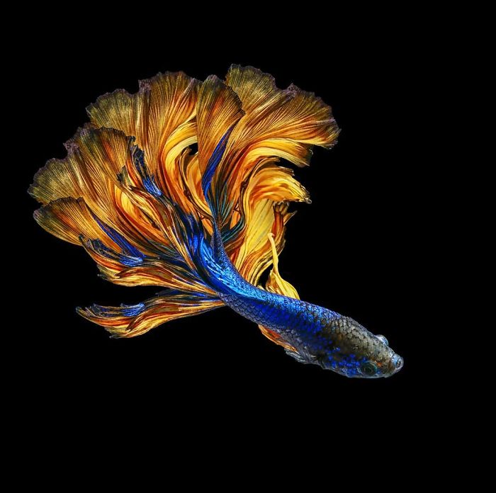 I Photographed Betta Fish In All Sorts Of Colors And Patterns (35 Pics)