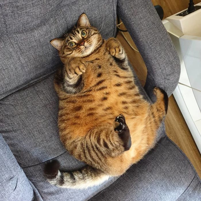 This Chunky Cat Named Manggo Will Steal Your Heart With Her Hilarious  Expressions | Bored Panda