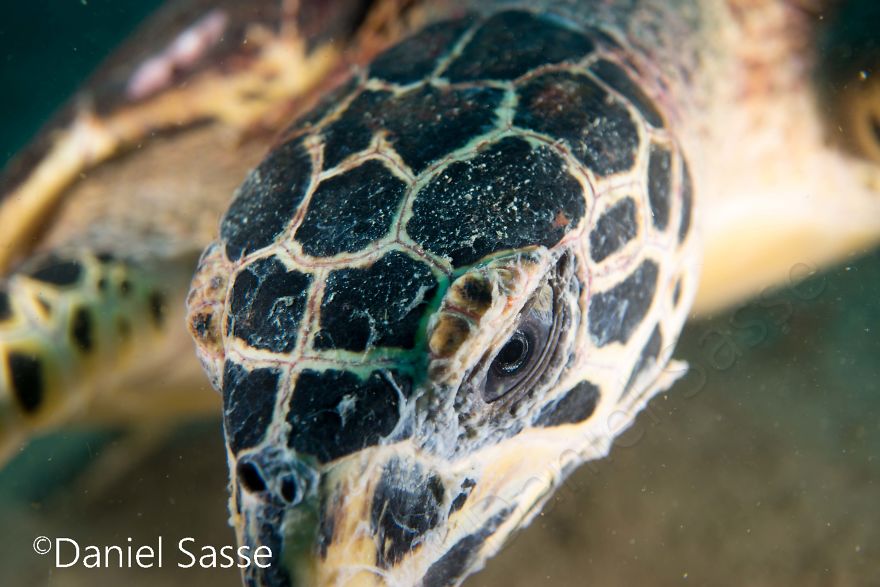 I Spent Hours Scuba Diving Photographing The Endangered Hawksbill Sea Turtles