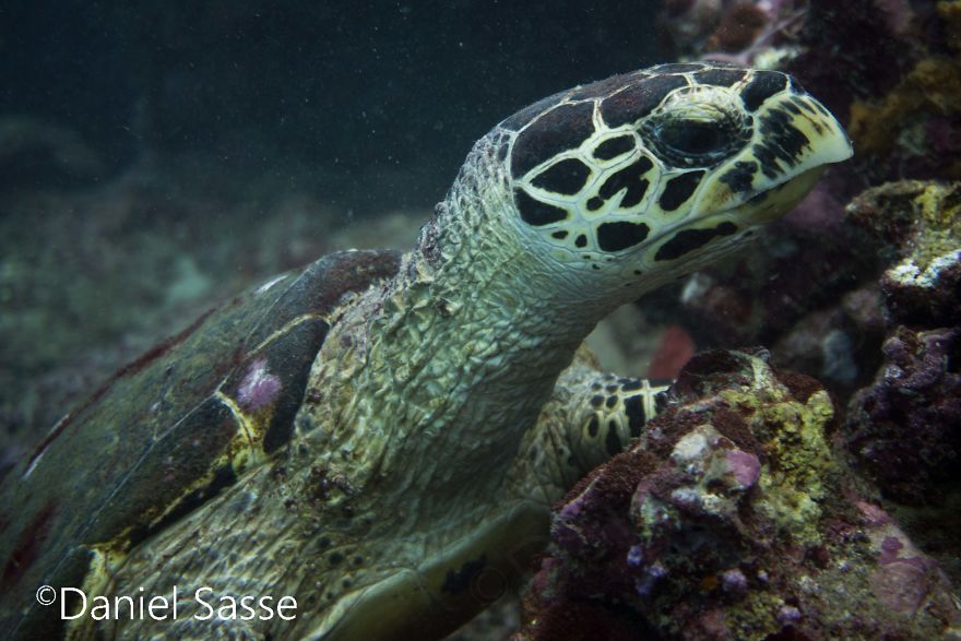 I Spent Hours Scuba Diving Photographing The Endangered Hawksbill Sea Turtles