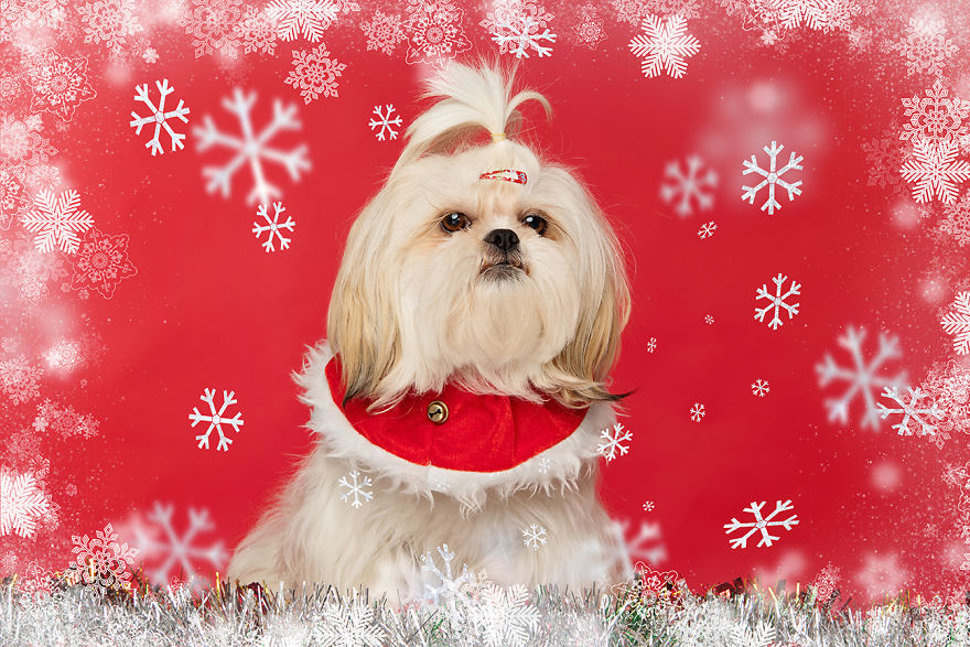 I Did A Photoshoot Called '12 Dogs Of Christmas' To Get Into The Holiday Spirit