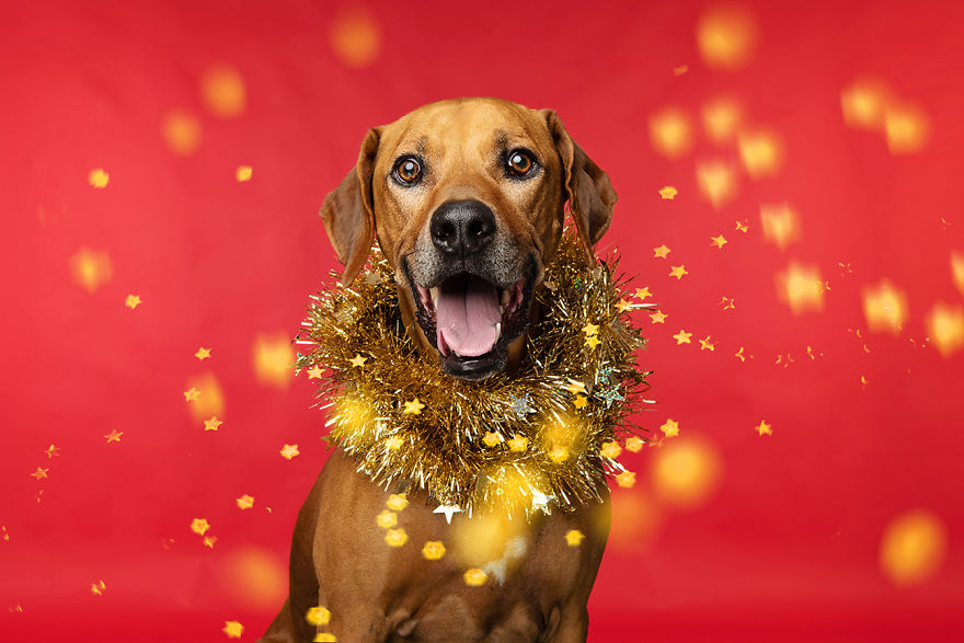 I Did A Photoshoot Called '12 Dogs Of Christmas' To Get Into The Holiday Spirit