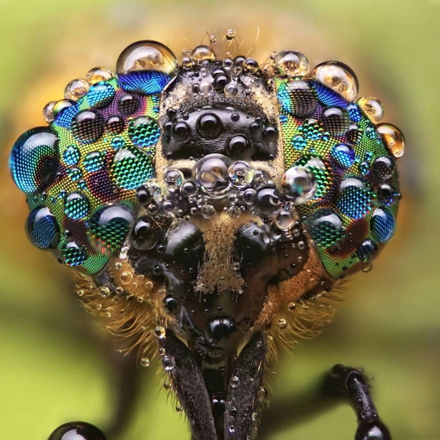 Macro Photo Scanning