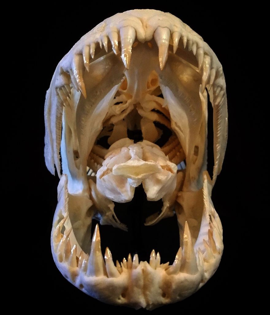 An Anjoemara (Amazon Wolf Fish) Skull