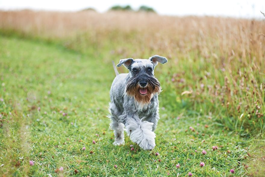 How To Look After An Older Dog How To Look After An Older Dog