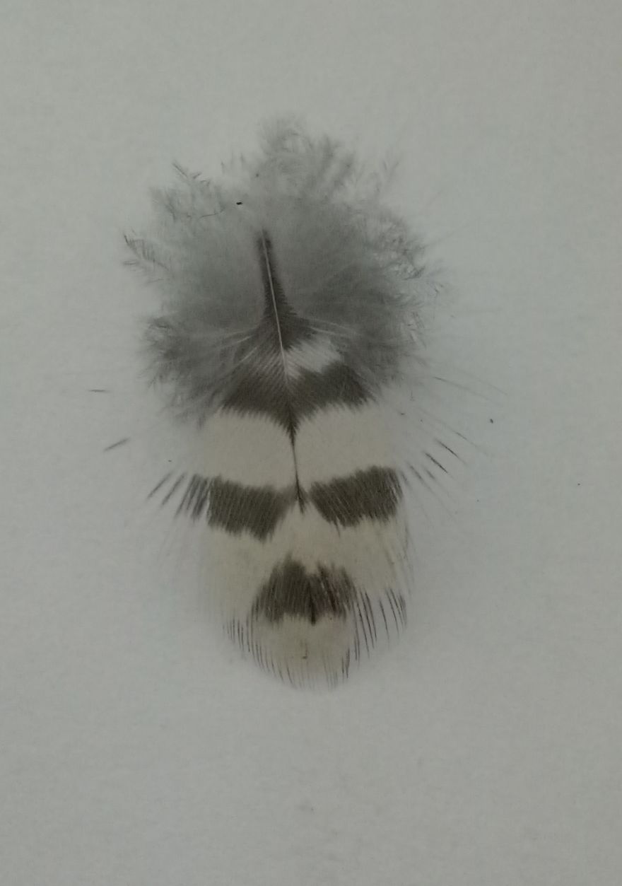 The Tiny Feather With A Human Face
