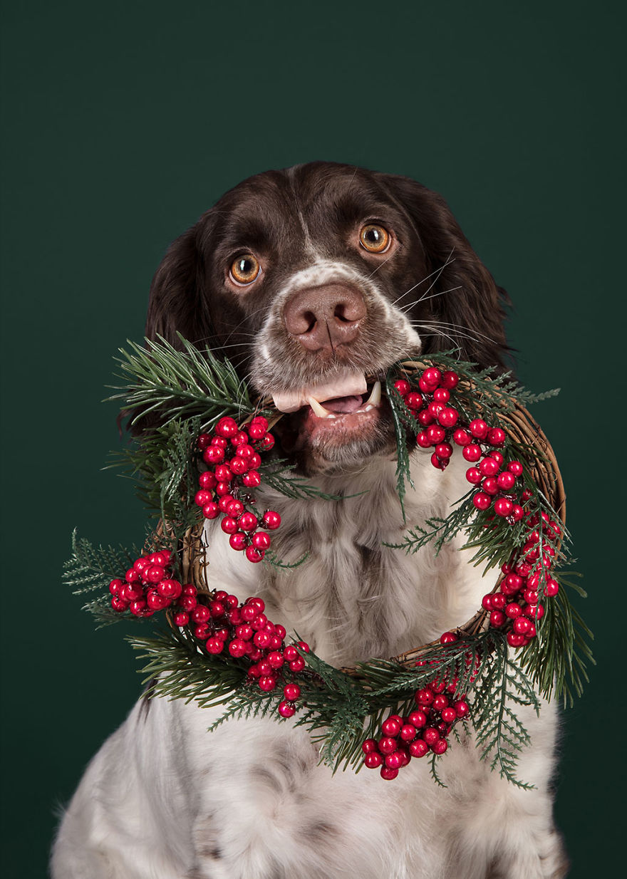 I Celebrated Christmas In My Photography Studio With Some Festive Dogs