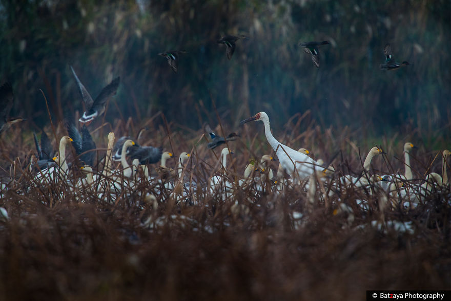 I Captured The Awe-Inspiring Moments Of Siberian Cranes