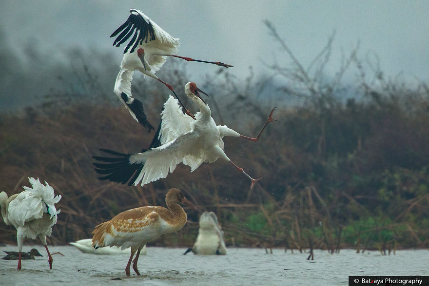I Captured The Awe-Inspiring Moments Of Siberian Cranes