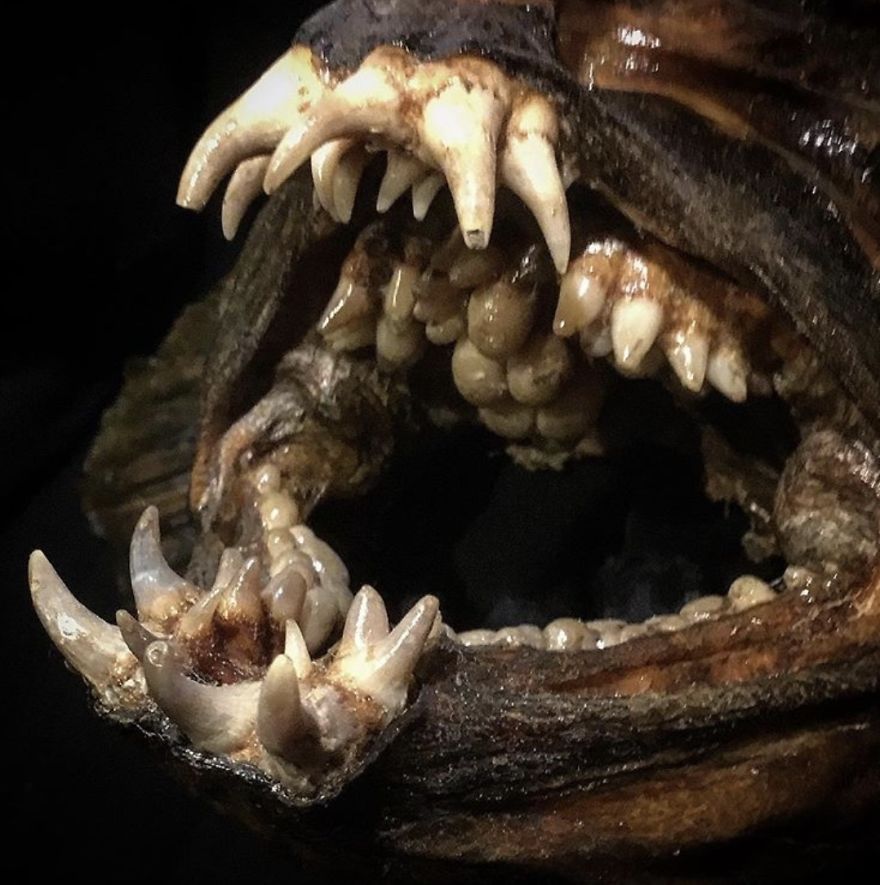 The Teeth Of A Wolf-Fish