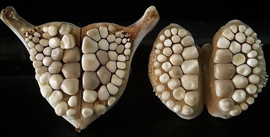 The Amazing Teeth Of The Blackdrum Fish