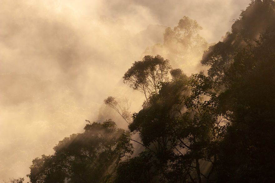Golden Mist In The Cloud Forests