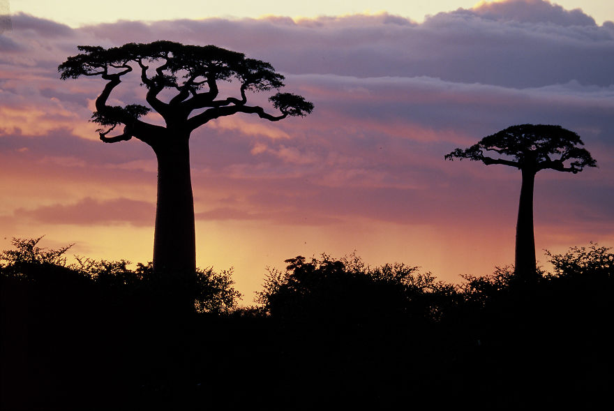 Famous Baobabs From Madagascar