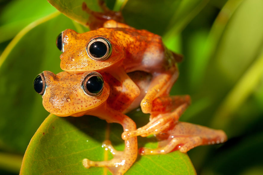 Mating Of The Arboreal Frogs