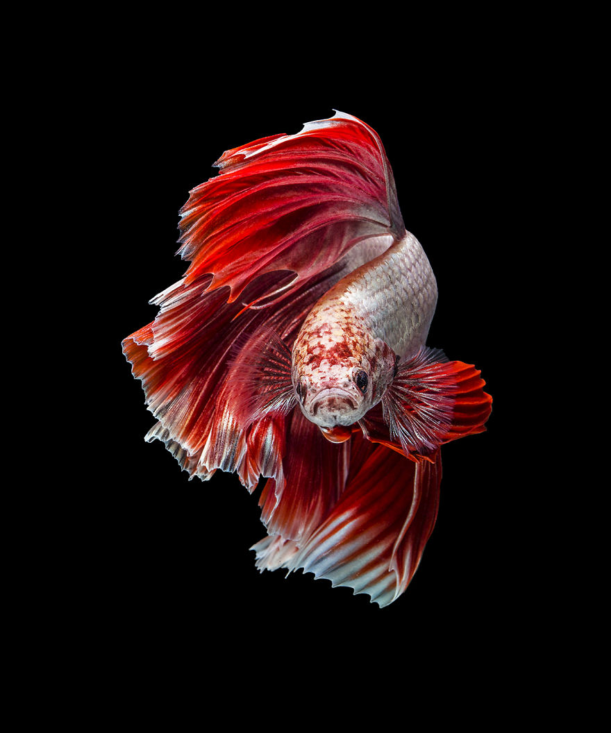 I Shoot Beta Fish With Amazing Colour And Character