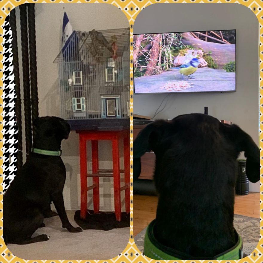 Boxer Staring At Bird