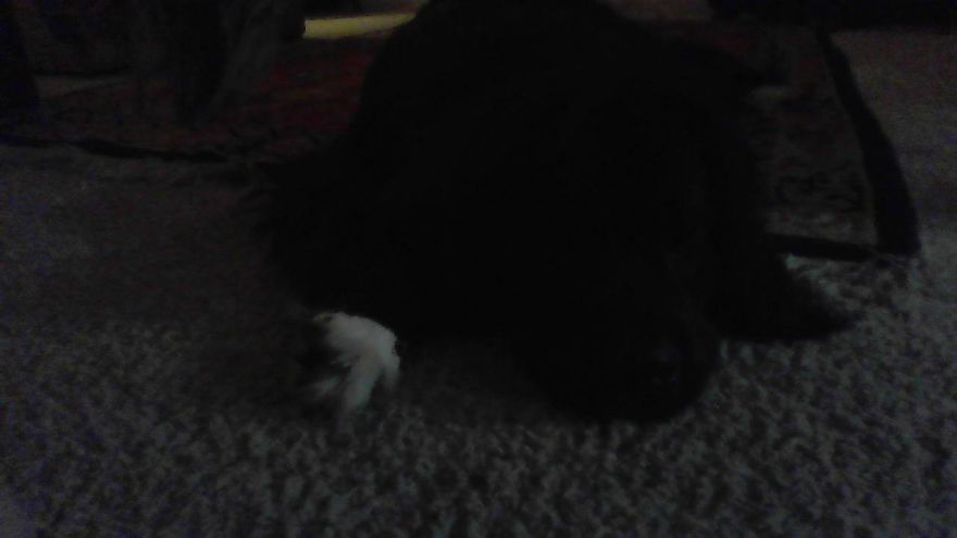 Bear The Dog Loves Snuggles