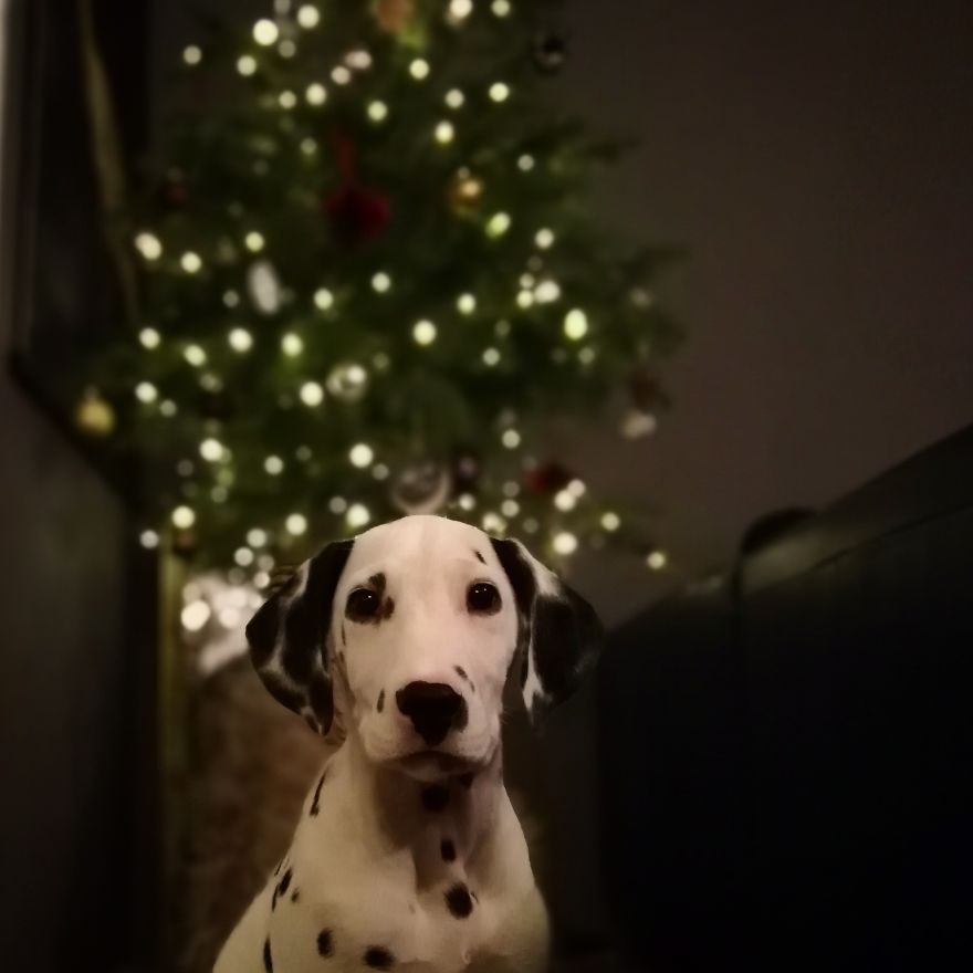 Life With A Dalpup