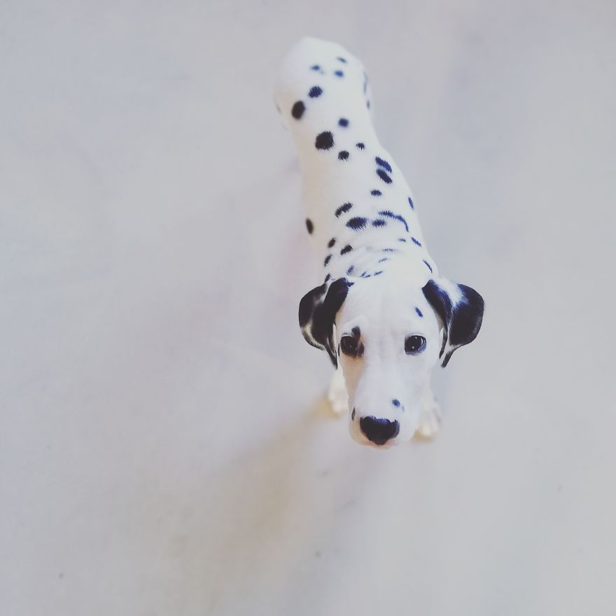 Life With A Dalpup