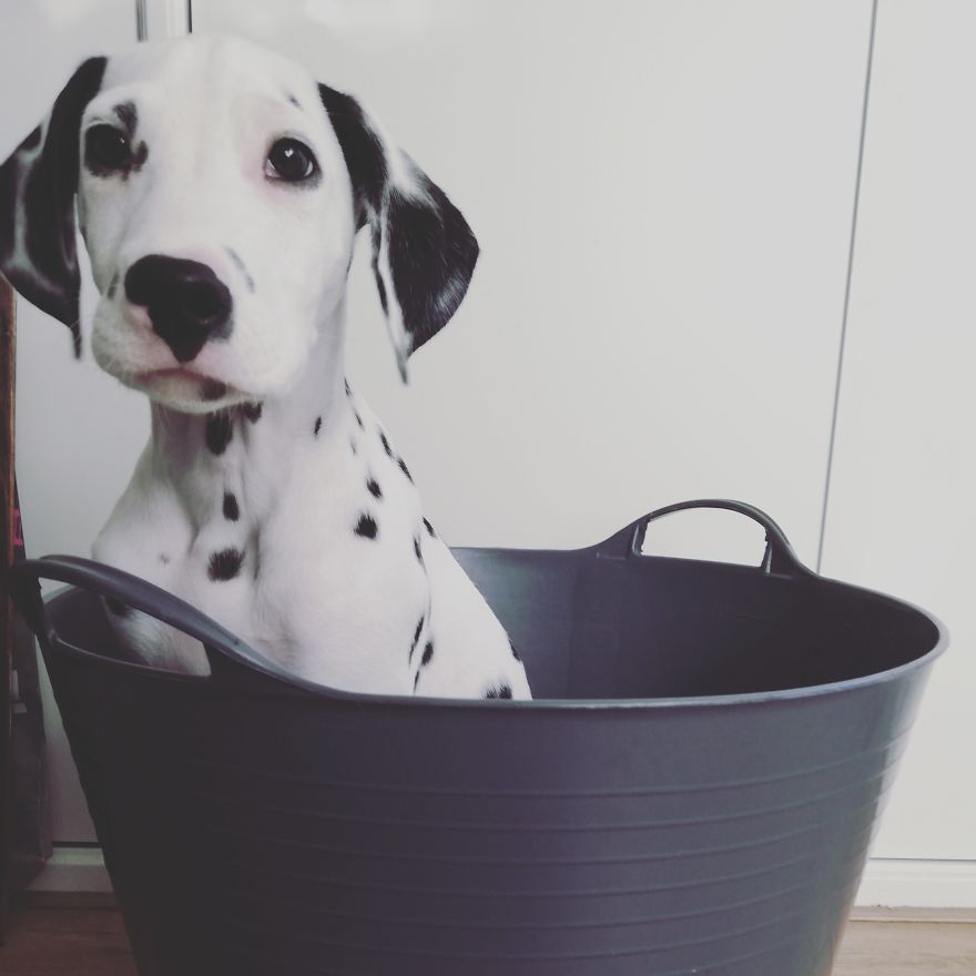 Life With A Dalpup