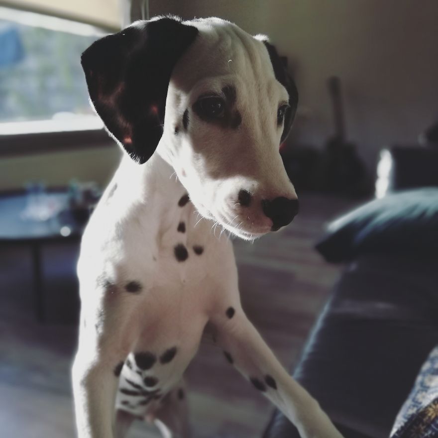 Life With A Dalpup