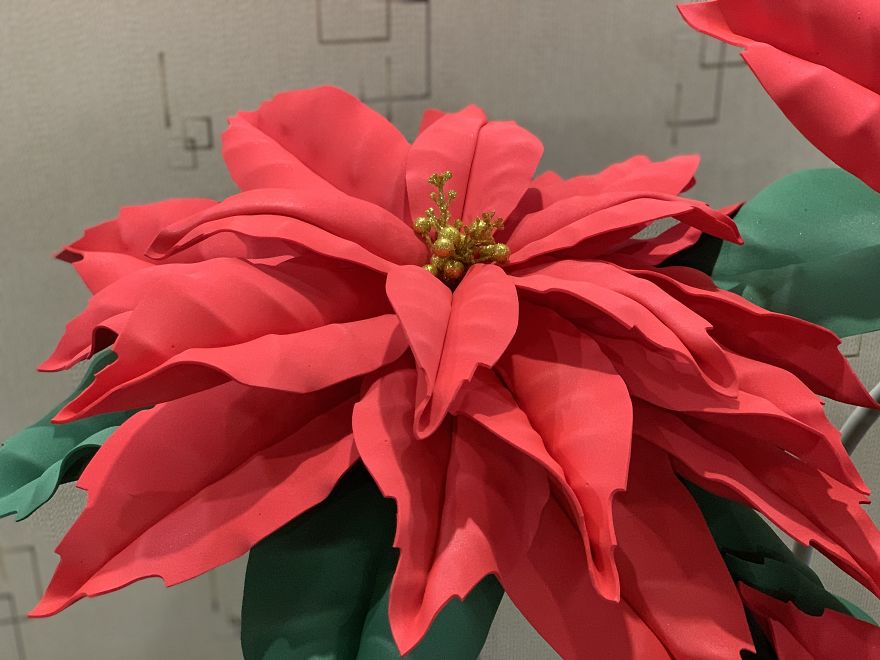 Christmas Stars Or How We Grew Giant Poinsettias In Human Height