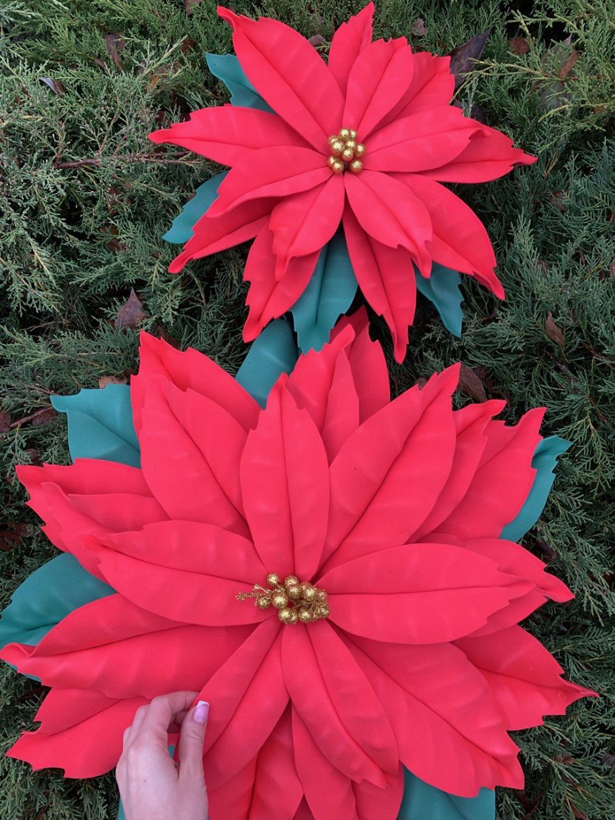 Christmas Stars Or How We Grew Giant Poinsettias In Human Height