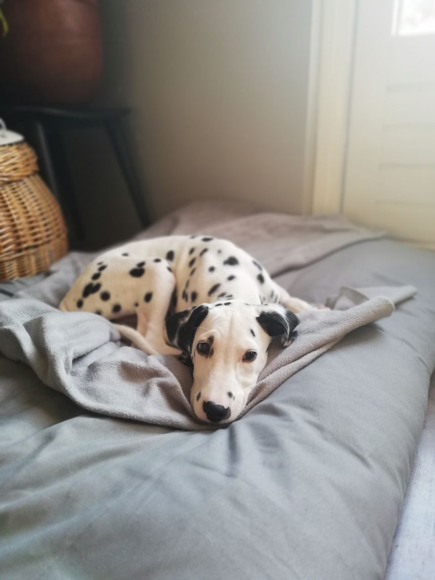 Life With A Dalpup