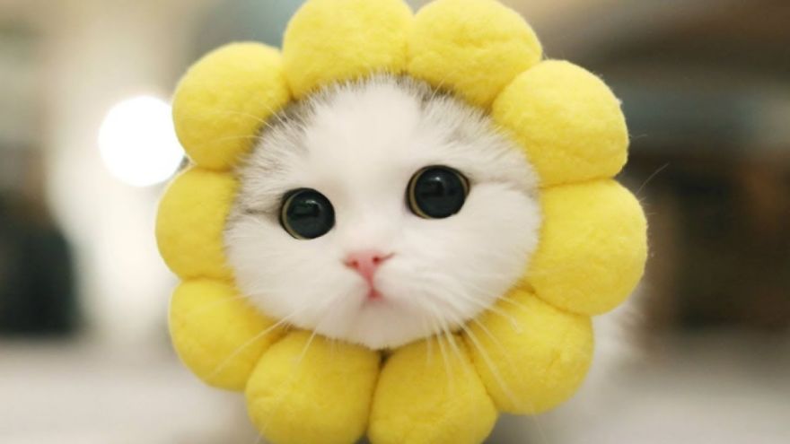 Hey, What About Cats? Hey, What About Cats?
