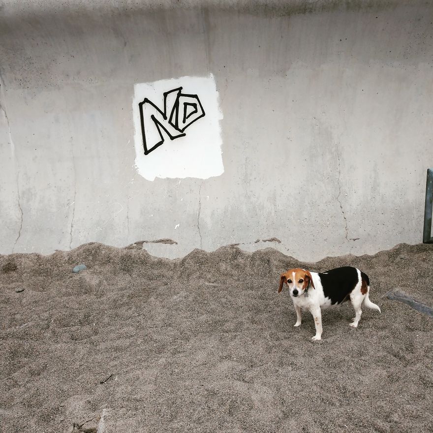 Dogs Document Lame Graffiti And Trash Found On Beach In The Summer