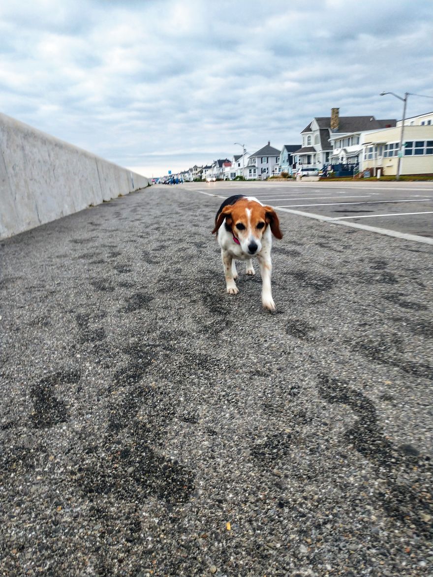 Dogs Document Lame Graffiti And Trash Found On Beach In The Summer