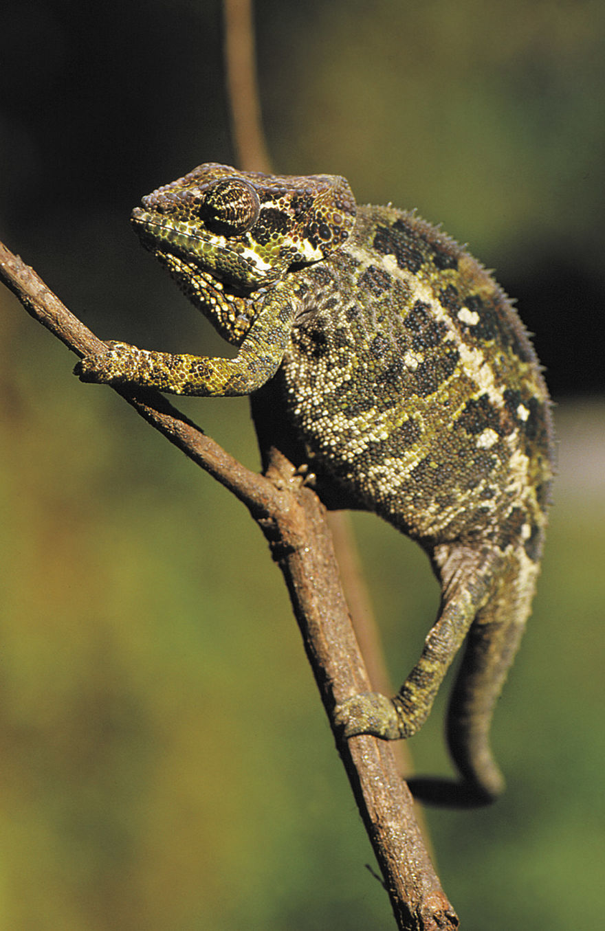 Madagascar Is Famous For Its Chameleons