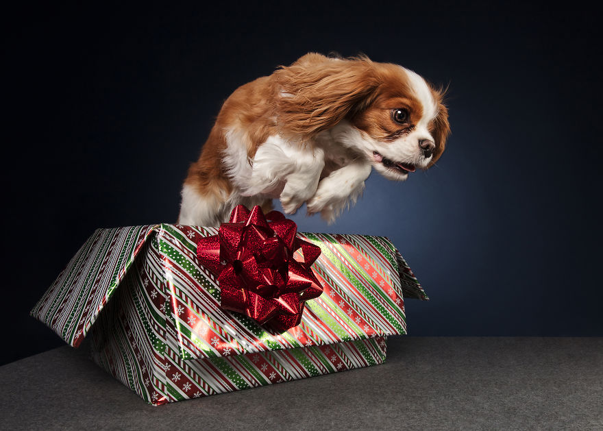I Celebrated Christmas In My Photography Studio With Some Festive Dogs