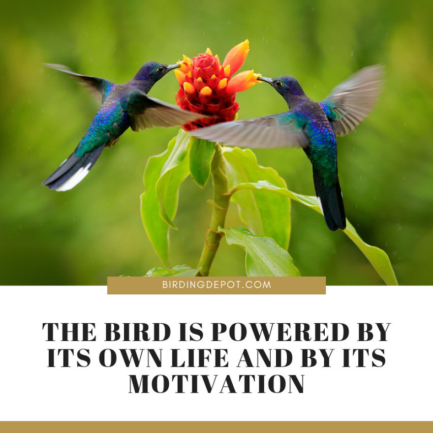 The Bird Is Powered By Its Own Life And By Its Motivation
