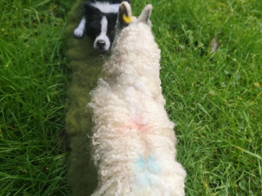 Border Collie And Blue Face Leister Sheep Double Art Piece